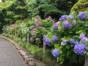 梅雨入りとあじさい❀